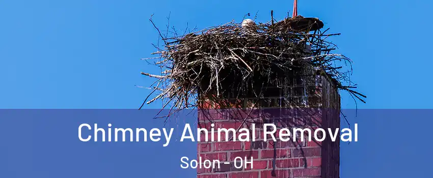  Chimney Animal Removal Solon - OH