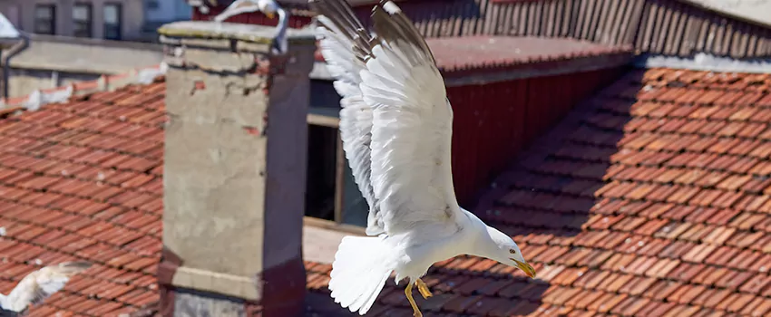 Residential Chimney Animal Removal Solution in Solon, OH