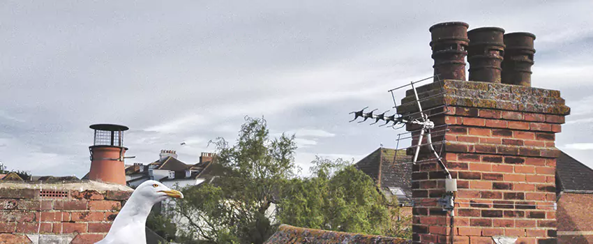 Chimney Cleaning And Restoration in Solon, Ohio